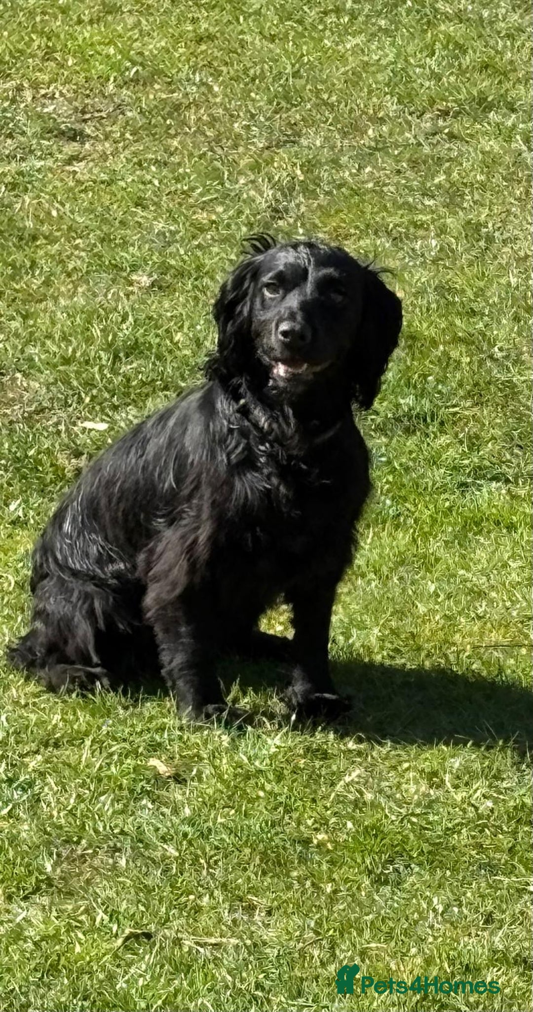 Cocker Spaniel dogs for sale: Working Cocker Spaniel Puppies - Image 11