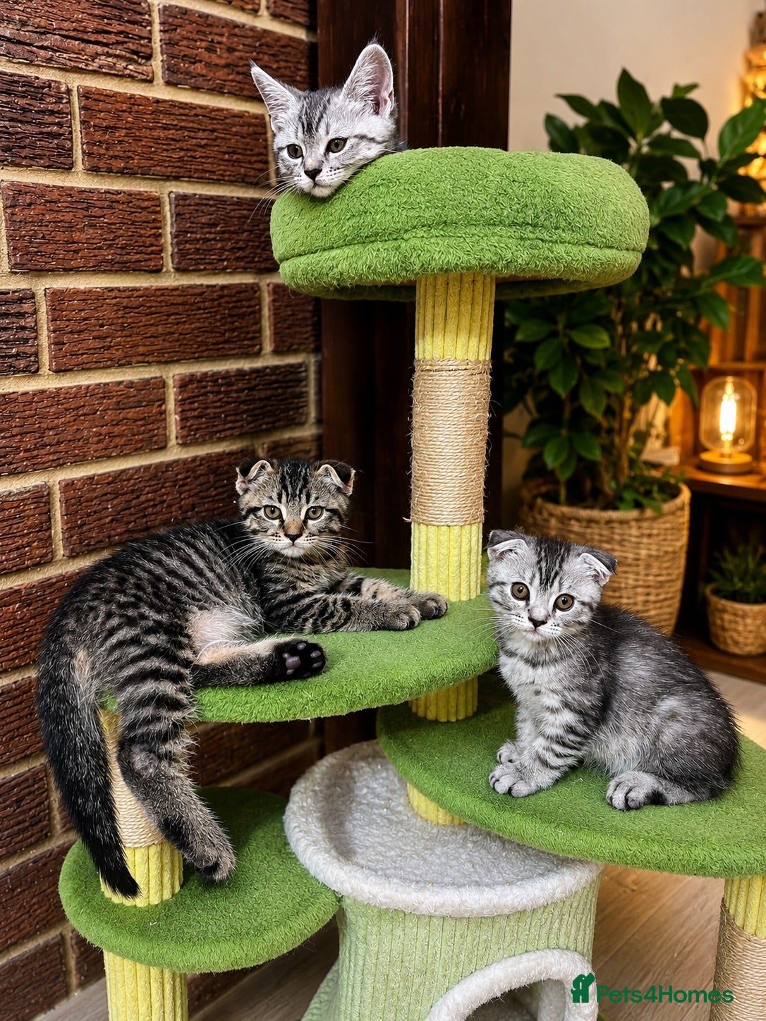 British Shorthair cats ❤️British shorthair Fold&Maine Coon ❤️ - Advert 2