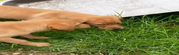 Labrador Retriever dogs for sale: kc registered labrador pups in Stafford - Advert 6