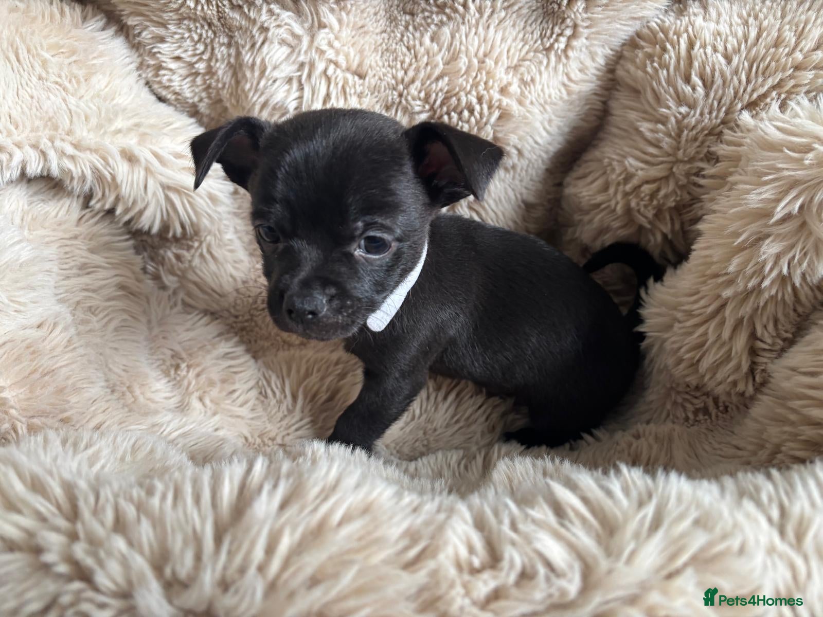 Chihuahua dogs Last pup left, beautiful short haired pup - Advert 1