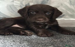 Cocker Spaniel dogs for sale: 1 Gorgeous Girl Cocker Spaniels - Ready to leave - Image 1