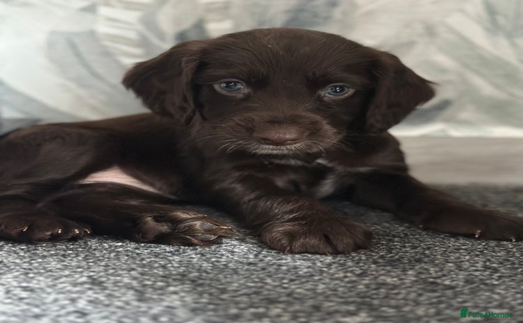 Cocker Spaniel dogs - Advert 2