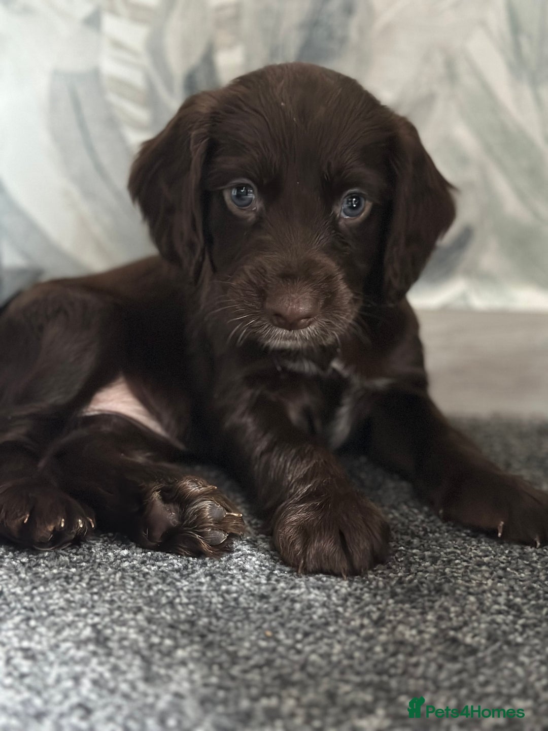 Cocker Spaniel dogs for sale: 1 Gorgeous Girl Cocker Spaniels - Ready to leave - Image 1