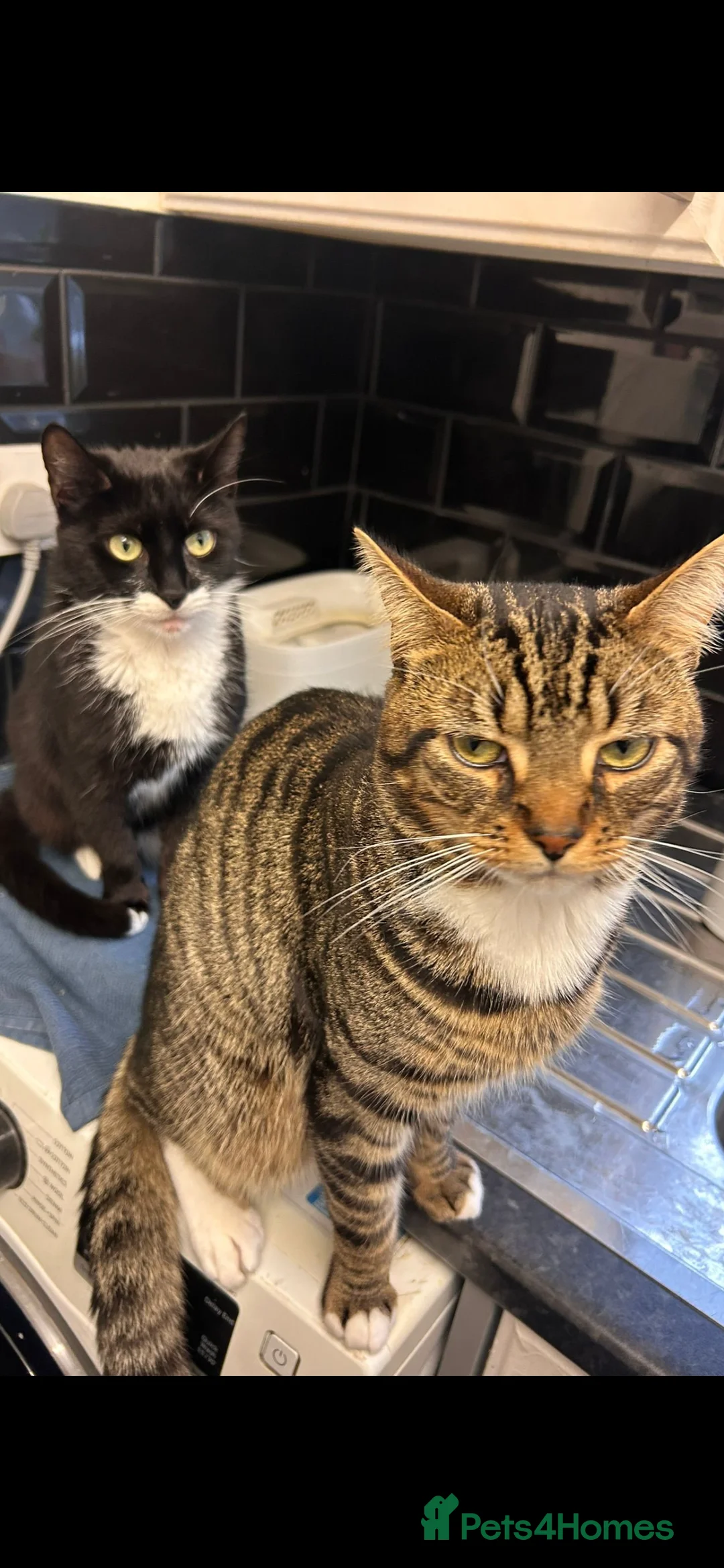 Mixed Breed cats for sale: 1 beautiful female tabby - Advert 2