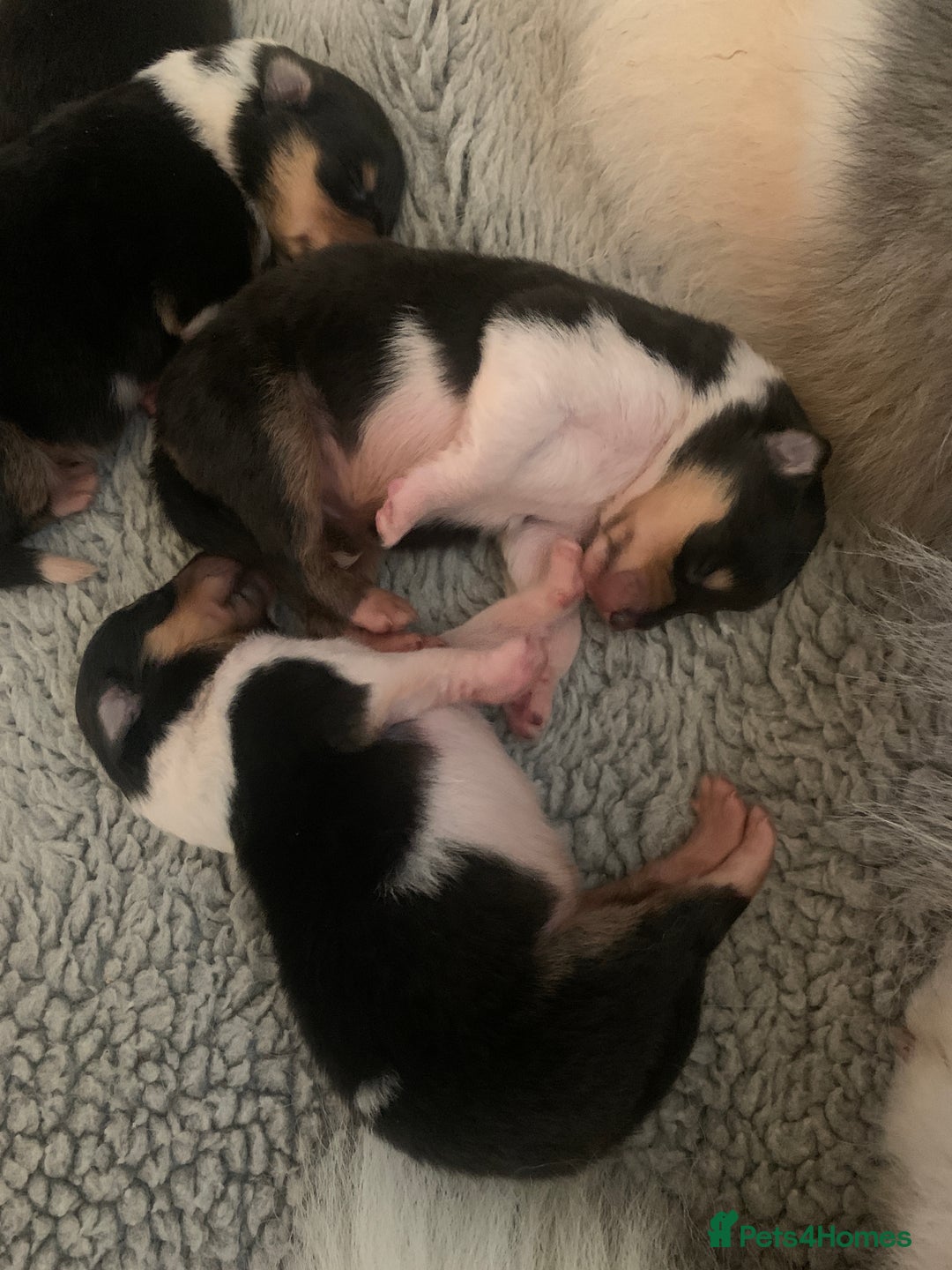 Rough Collie dogs for sale: Tricolour Collie (Rough) male puppies - Image 3