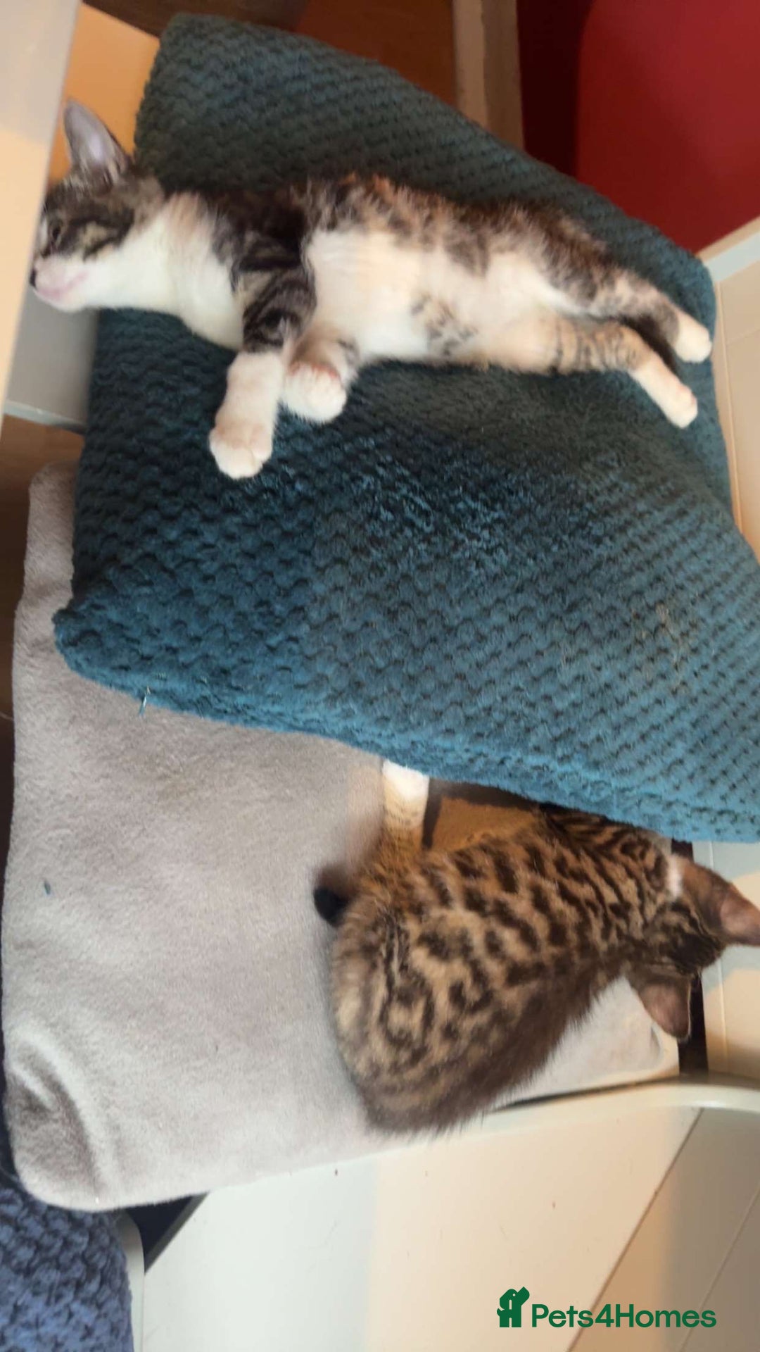 Mixed Breed cats for sale: Kittens - Advert 4