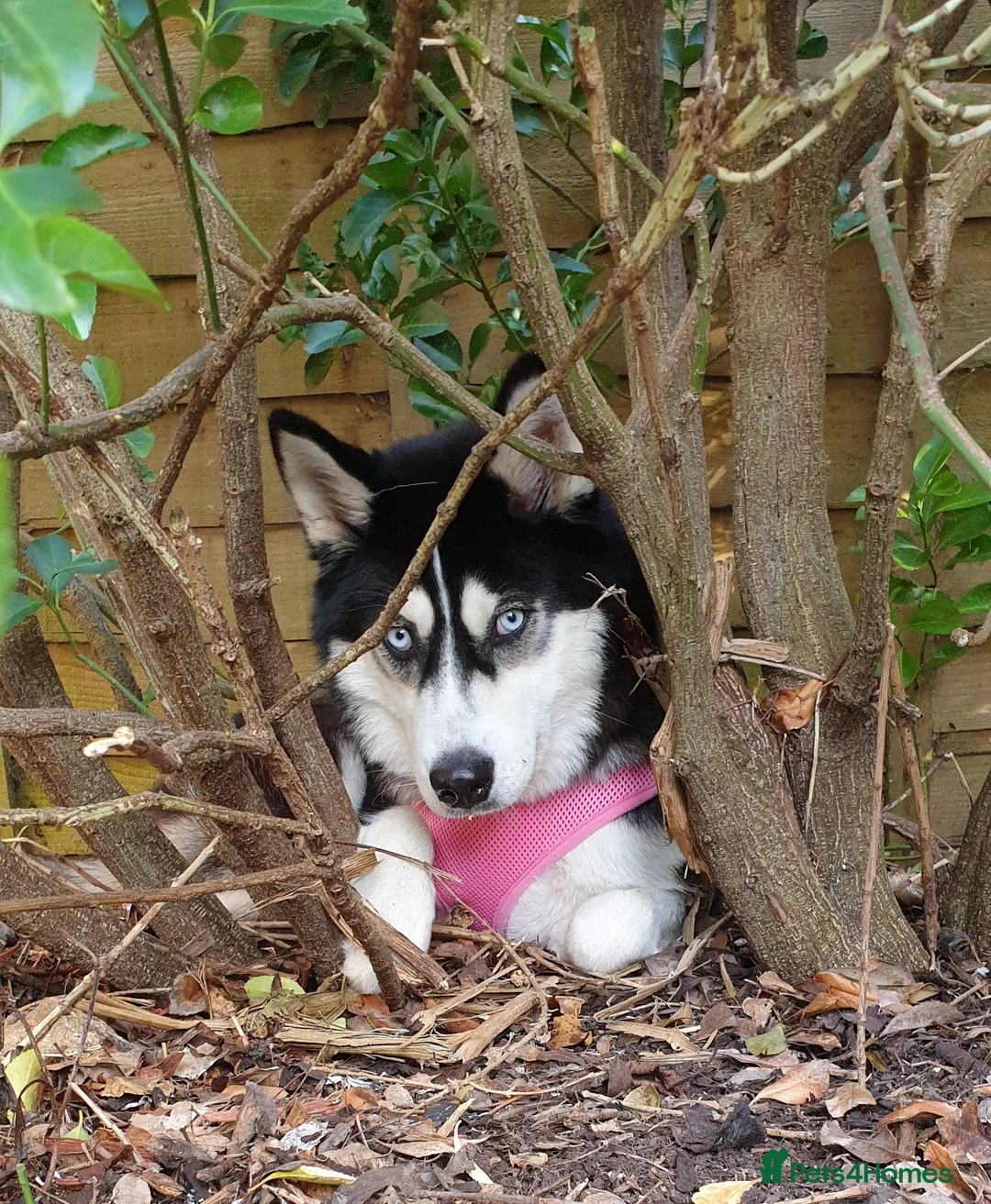 Siberian Husky dogs for sale: Fluffy & Smart Siberian Huskies 2 girls left - Advert 15