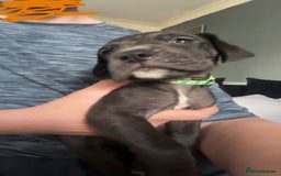 Great Dane dogs for sale: Great dane  - Image 6