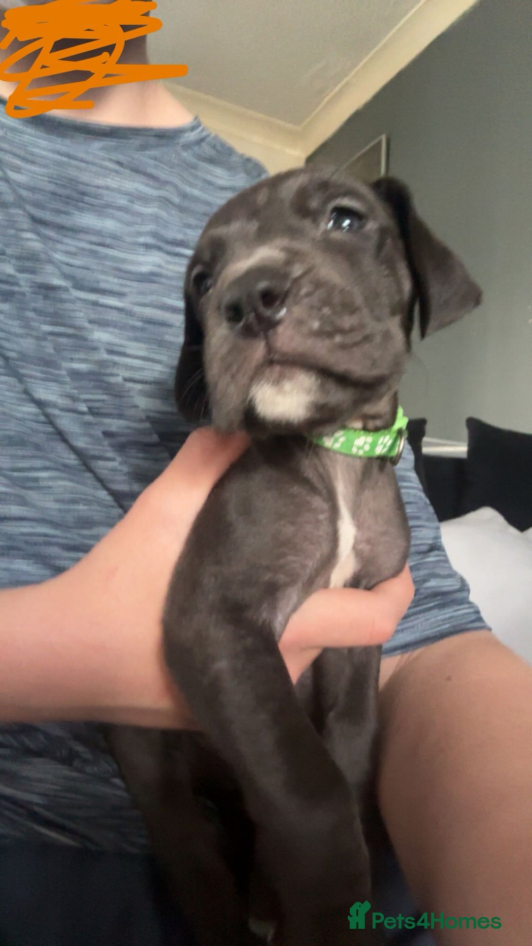Great Dane dogs for sale: Great dane  - Image 6