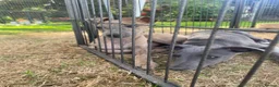 Whippet dogs for sale: Two Beautiful Whippet girls remaining  - Advert 6