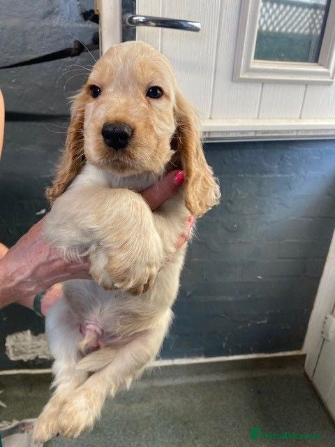 Cocker Spaniel dogs Cocker Spaniel Puppies For Sale - Advert 2