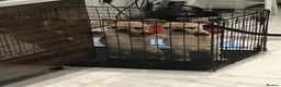 French Bulldog dogs for stud: French bulldog stud  - Advert 17
