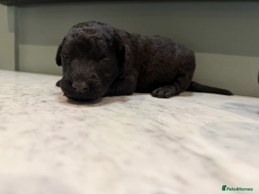 Labradoodle dogs for sale: Labradoodle puppies for sale - Advert 5