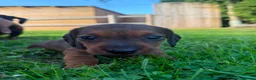 Miniature Dachshund dogs for sale: Miniature Dachshund Puppies - Advert 16