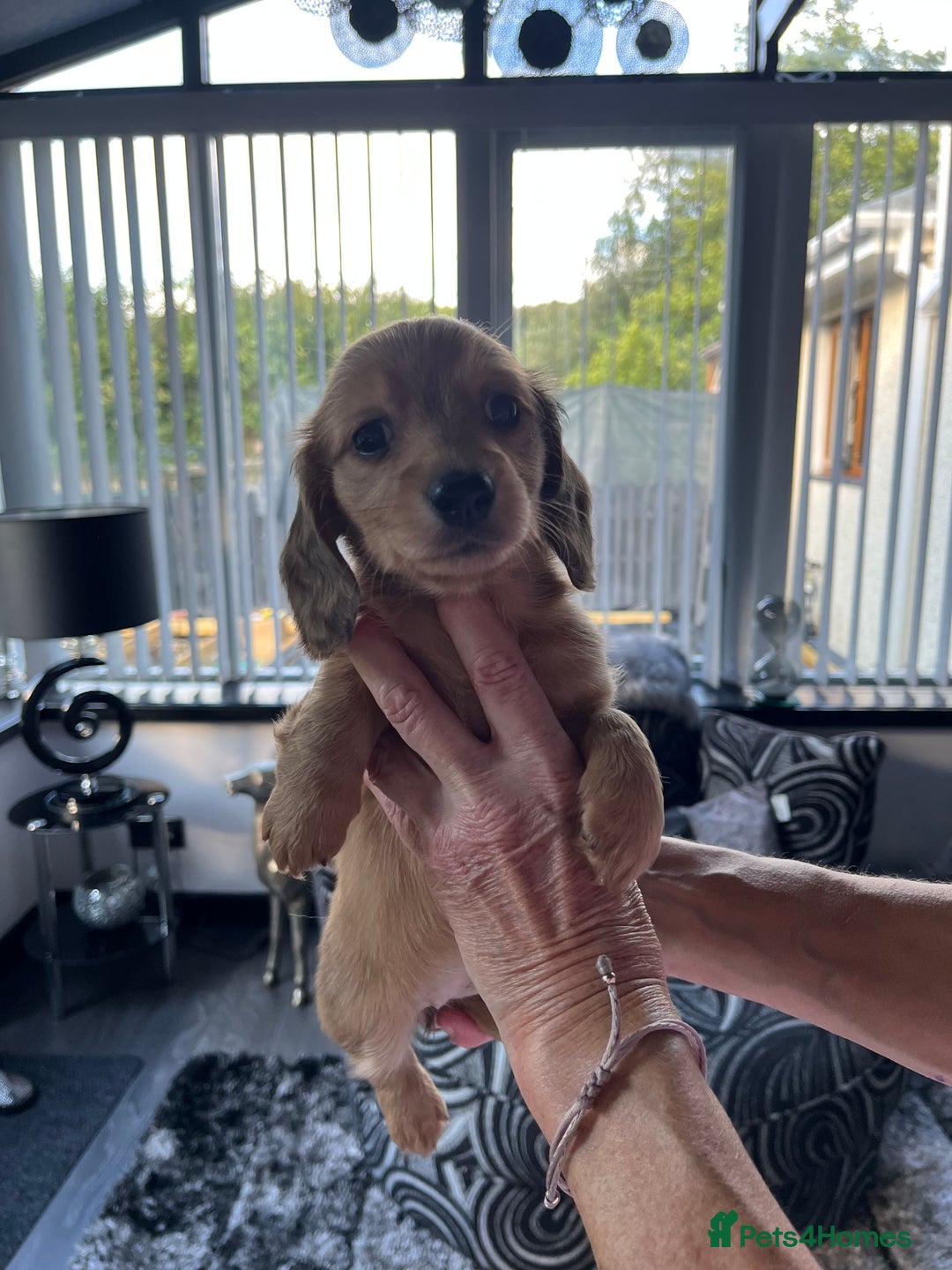 Dachshund dogs for sale: Stunning long haired miniature daxi puppies    - Image 15