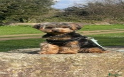 Yorkshire Terrier dogs for sale: 3 beautiful boy yorkies left - Image 2