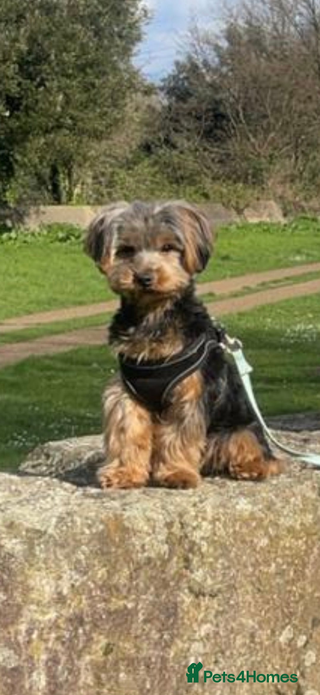 Yorkshire Terrier dogs for sale: 3 beautiful boy yorkies left - Image 2