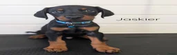 Dobermann dogs for sale: doberman puppies - ready this week 🐾 - Advert 13