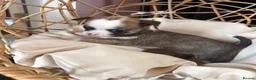Chihuahua dogs for sale: Chihuahua puppies - Advert 11