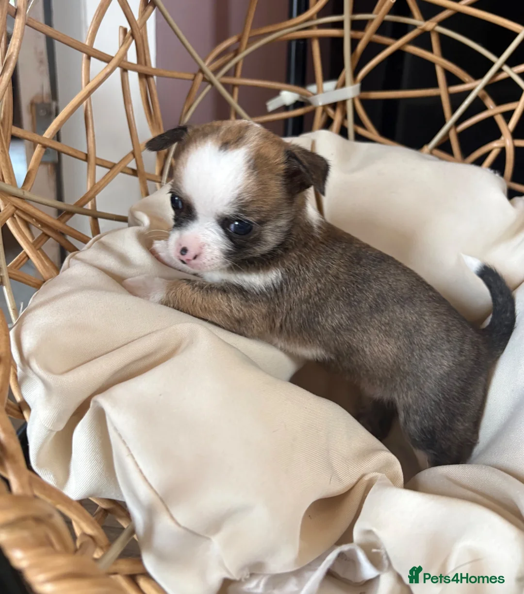 Chihuahua dogs for sale: Chihuahua puppies - Advert 11