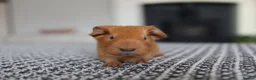 Guinea Pig rodents for sale: Beautiful Baby Guinea Pigs – Ready to Reserve  - Advert 12