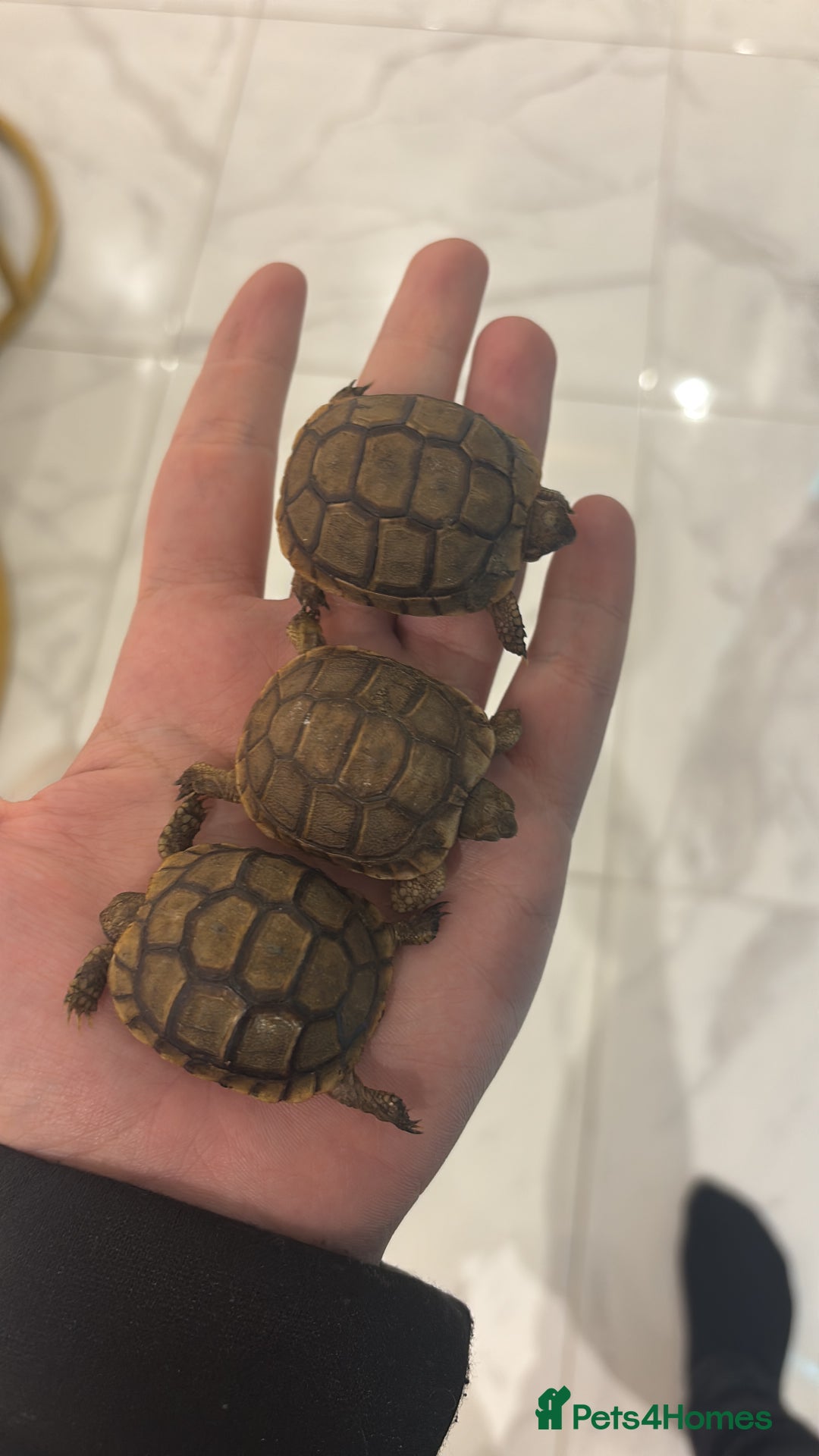 Tortoise reptiles for sale: Tortoise - Advert 5