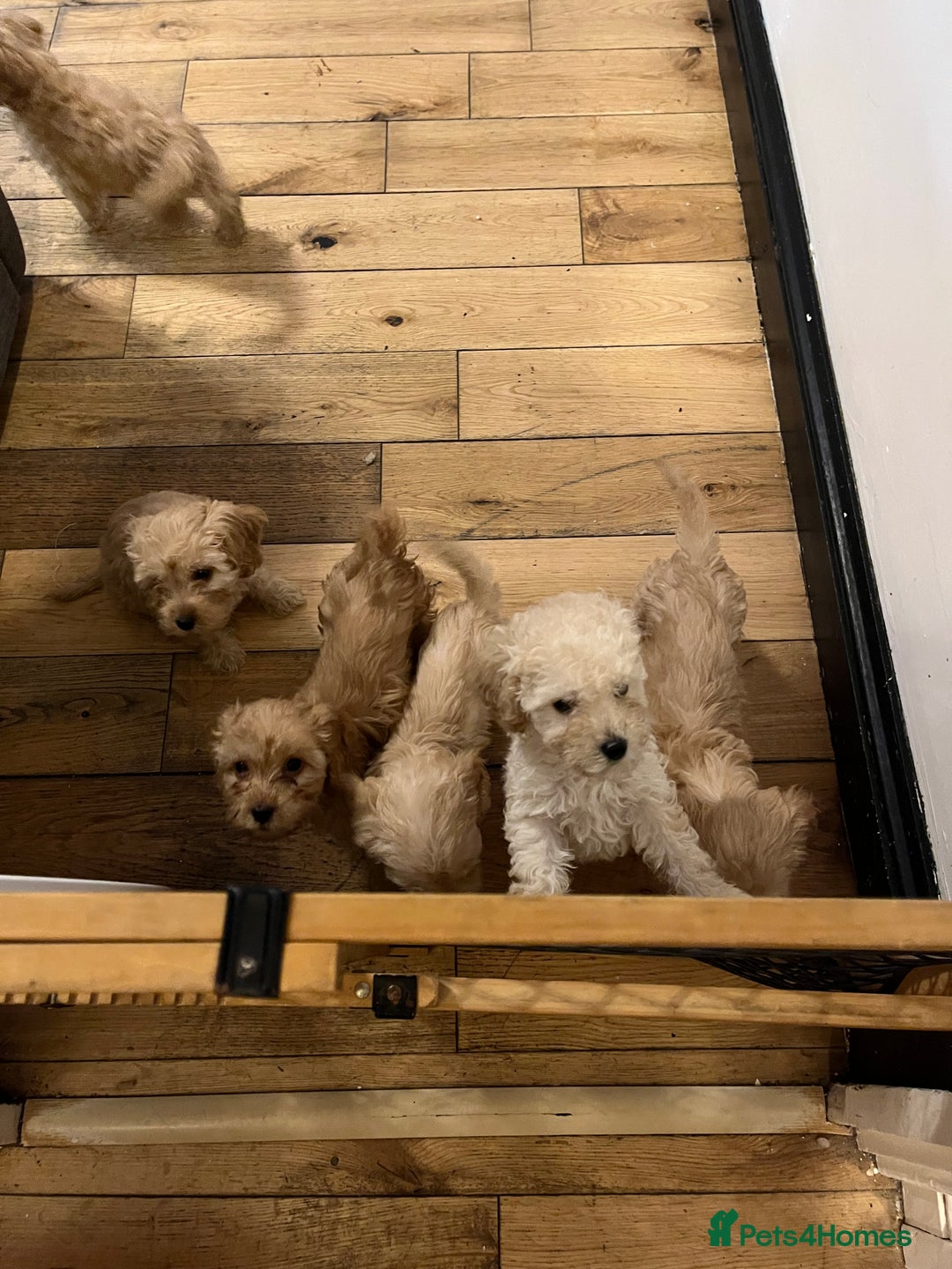 Cavapoo dogs for sale: Stunning Cavapoo puppies - Image 20