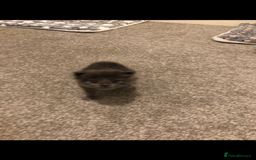 Maine Coon cats for sale: Black/Blue Smoke Maine Coon - Image 9