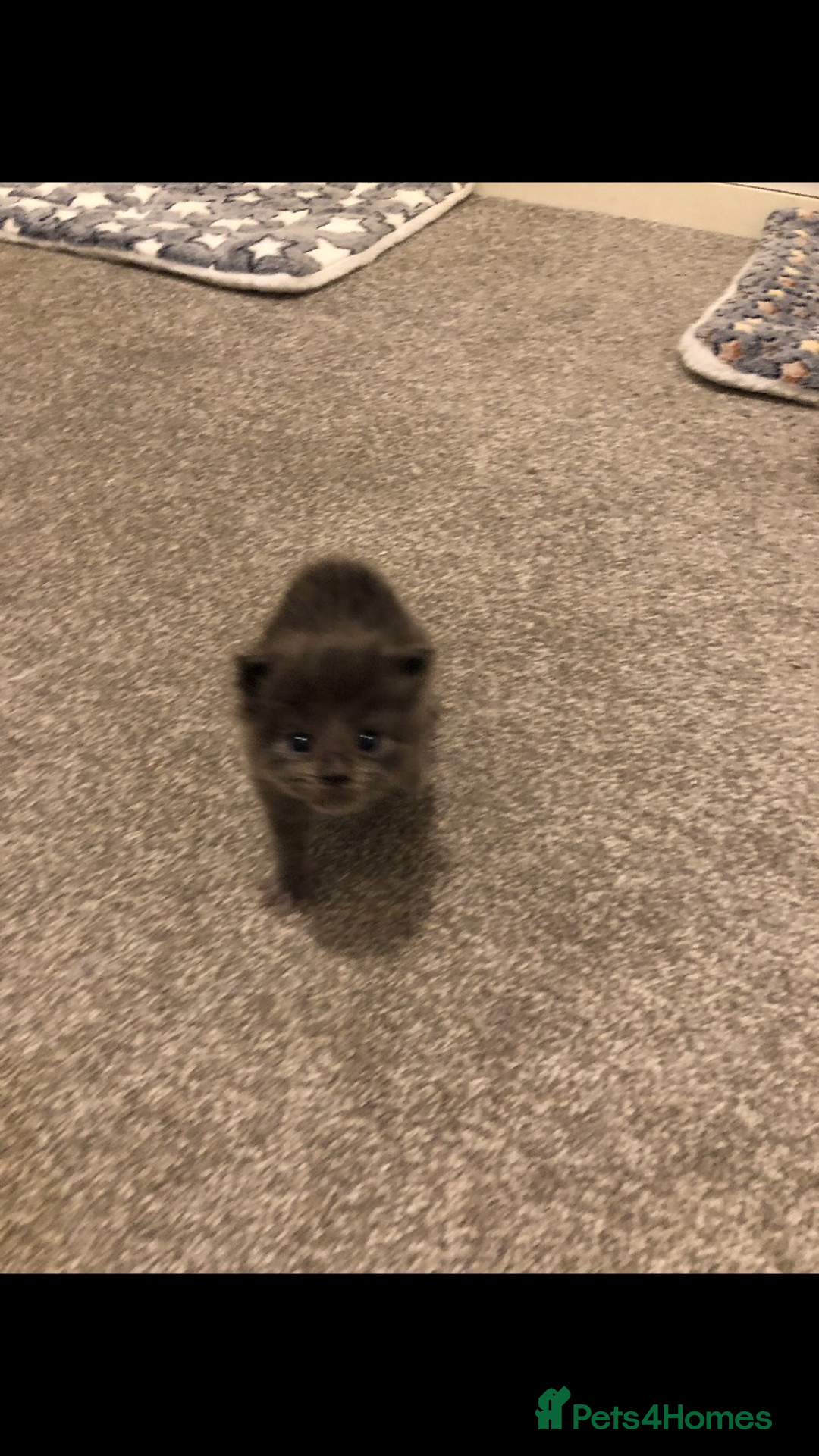 Maine Coon cats for sale: Black/Blue Smoke Maine Coon - Image 9