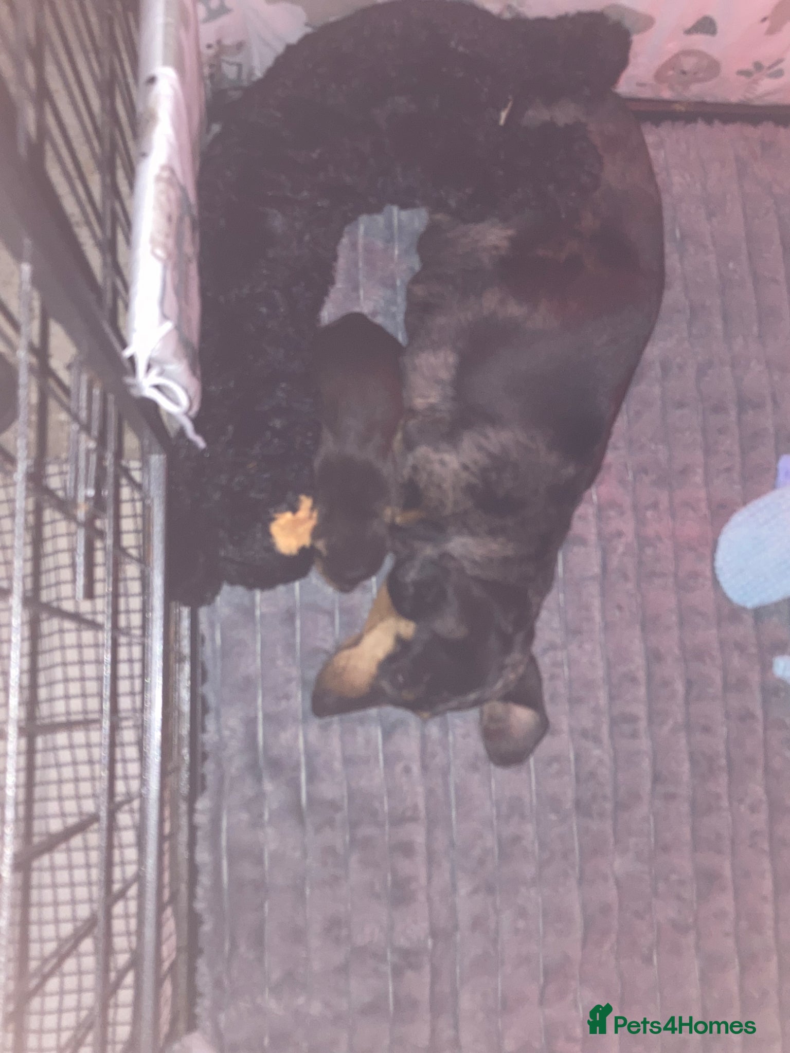 Miniature Dachshund dogs for sale: Miniature daschund  in Neath - Advert 5