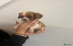 Cavalier King Charles Spaniel dogs for sale: cavalier king charles spaniels 1 little girl left - Image 4