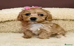 Maltipoo dogs for sale: Beautiful tiny size Maltipoo Puppies Available!  - Image 7