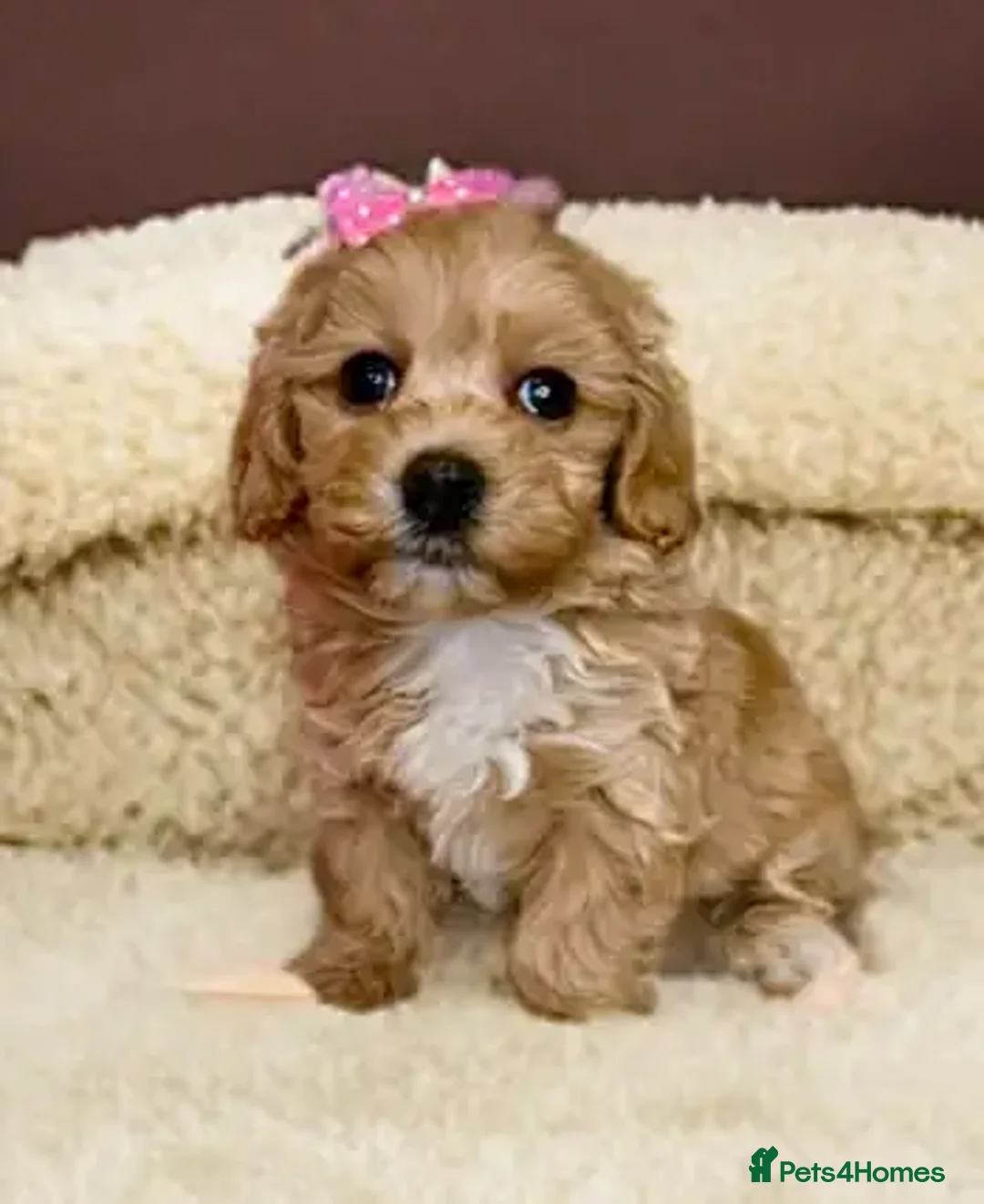 Maltipoo dogs for sale: Beautiful tiny size Maltipoo Puppies Available!  - Image 7