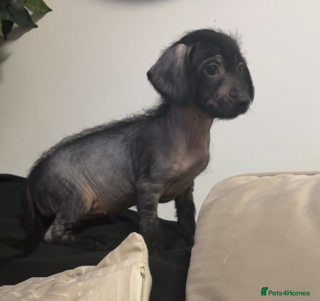 Mixed Breed dogs 1 girl Chinese crested x miniature dachshund  - Advert 3