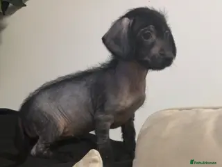 Mixed Breed dogs 1 girl Chinese crested x miniature dachshund - Advert 3