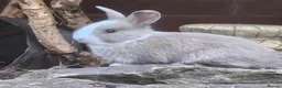 Mixed Breed rabbits for sale: 🐰 Gorgeous Baby Rabbits ready 10th September 🐰 in Wigan - Advert 1
