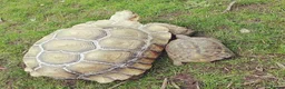 Tortoise reptiles for sale: 35 year old Horsefield Tortoise - Advert 3