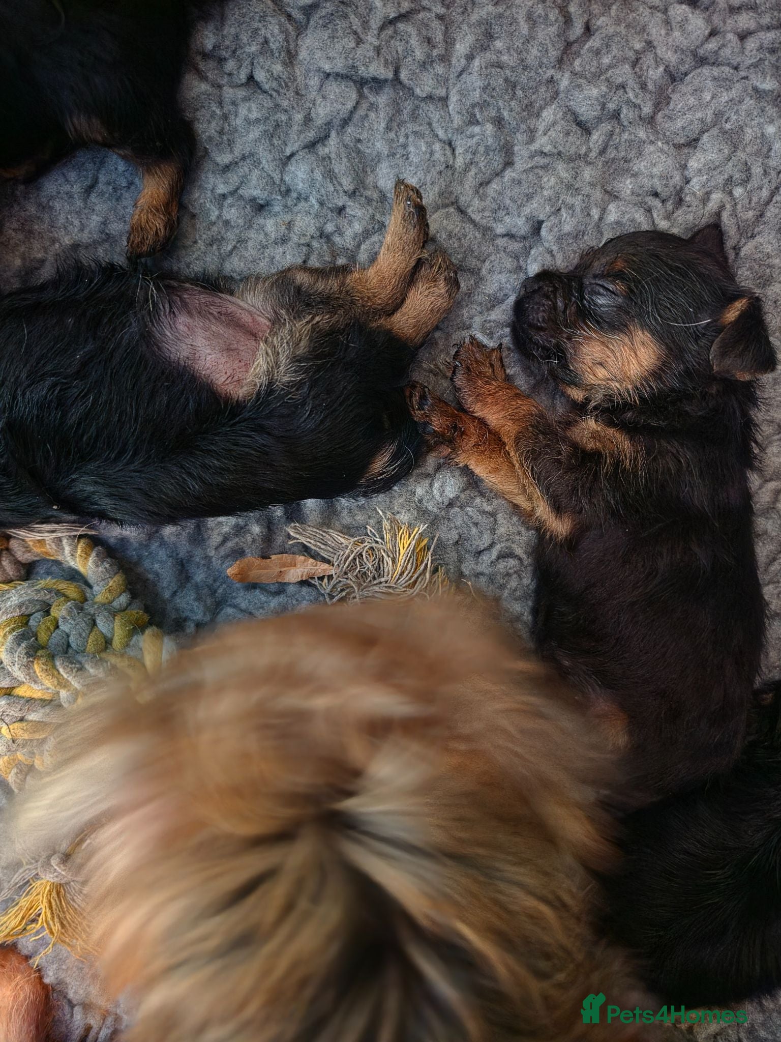 Border Terrier dogs Exceptional quality summer puppies.  - Advert 1