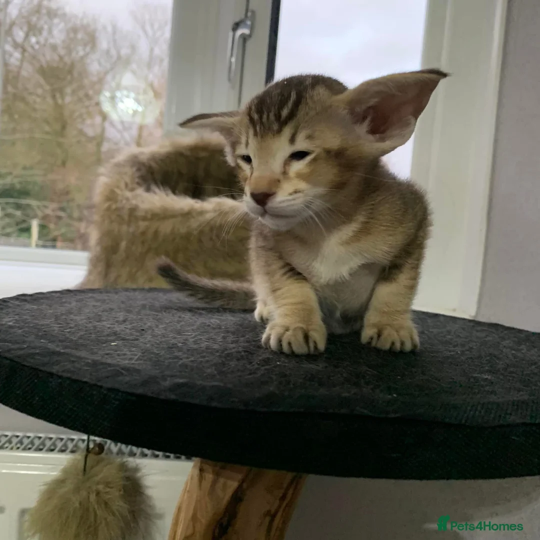 Siamese cats for sale: AMAZING SIAMESE and ORIENTAL BABIES - Advert 5