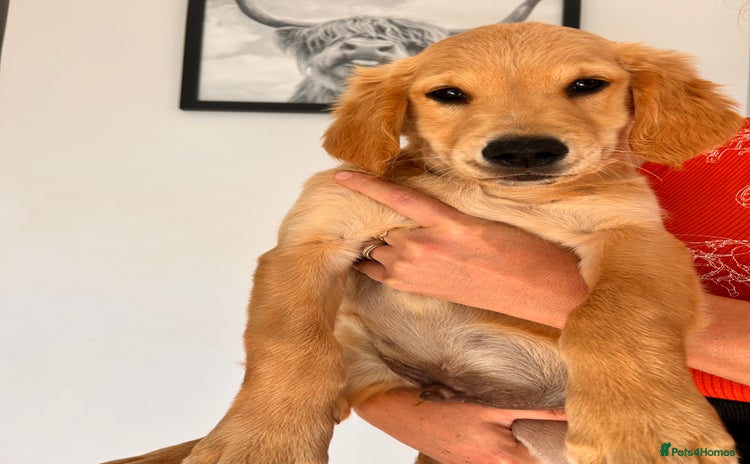 Golden Retriever dogs - Advert 2