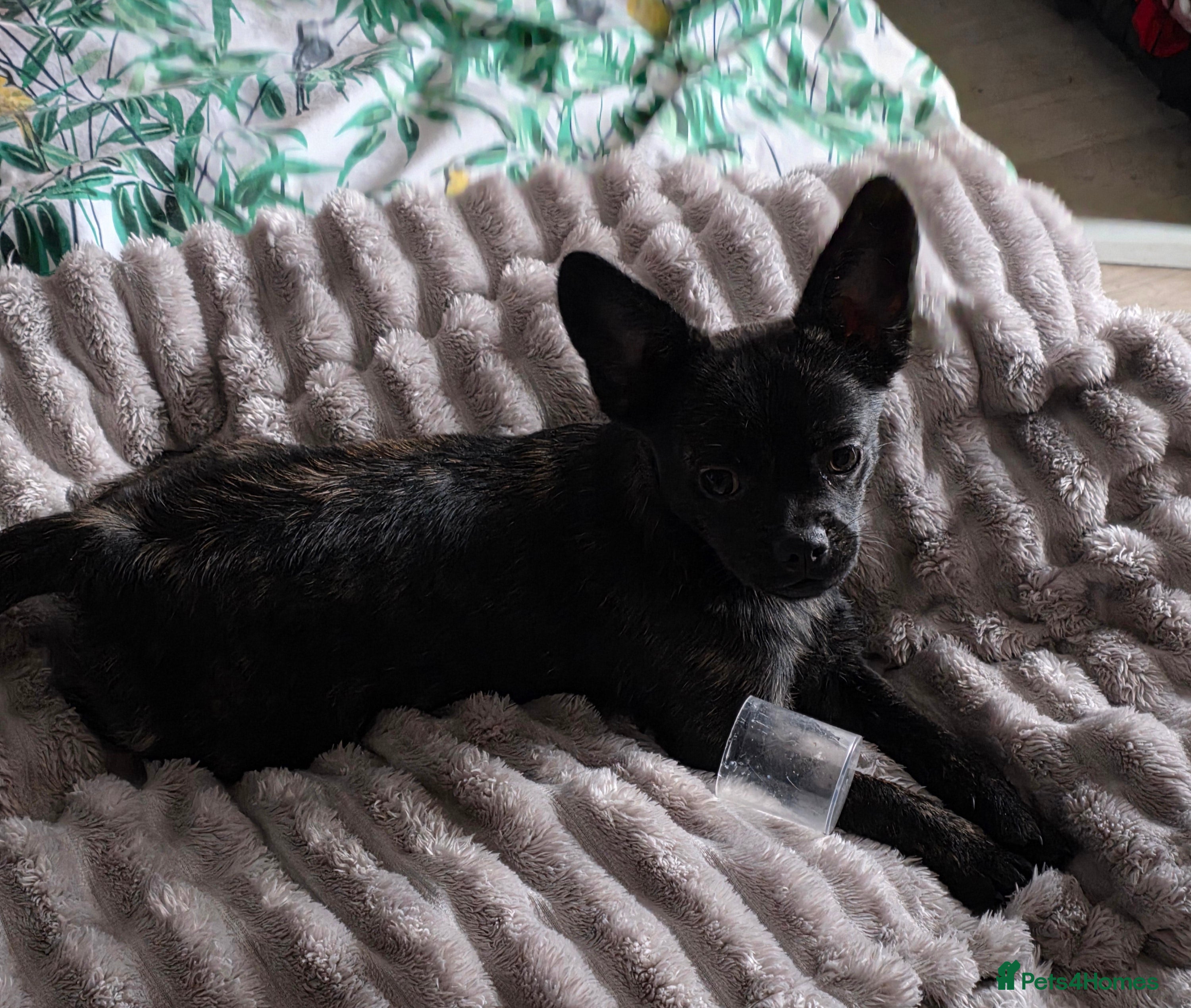 French Bulldog dogs ❤️⭐️ ONE Frenchie Pom GIRL LEFT ❤️⭐️ - Advert 3