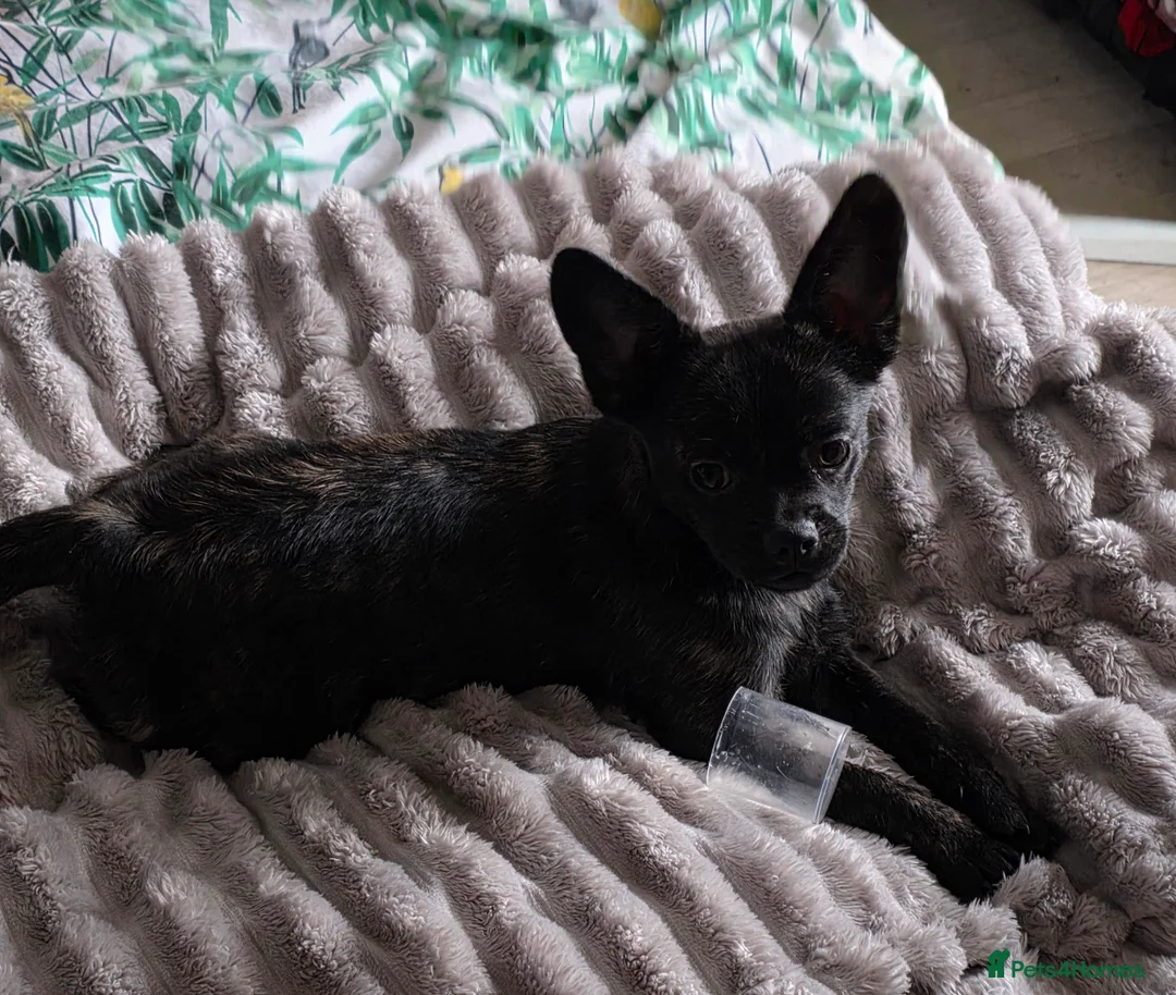 French Bulldog dogs for sale: ❤️⭐️ ONE Frenchie Pom GIRL LEFT ❤️⭐️ - Advert 1