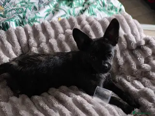 French Bulldog dogs ❤️⭐️ ONE Frenchie Pom GIRL LEFT ❤️⭐️ - Advert 3