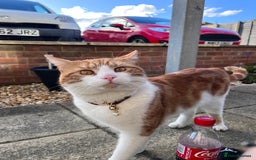 Domestic Shorthair cats for sale: Gorgeous Male Domestic Shorthair Tabby - Image 15