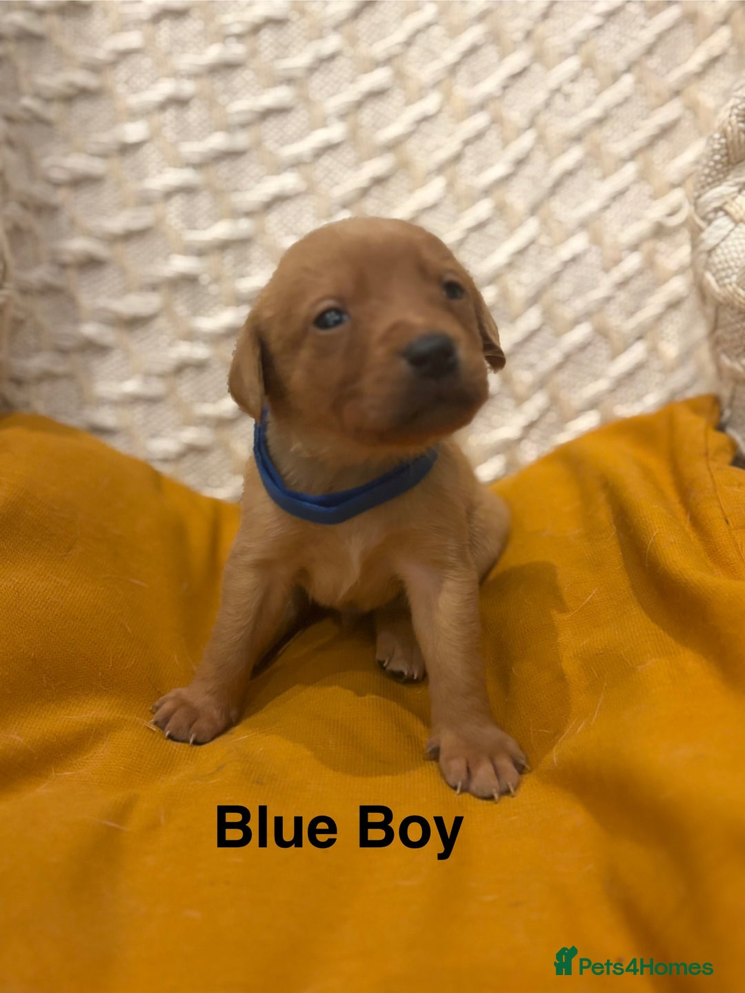 Labrador Retriever dogs for sale: 🐾 Working Fox Red Labrador Puppies for Sale!🐾 - Advert 2
