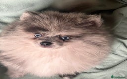 Pomeranian dogs for sale: ‼️💙QUALITY TEDDY BEAR MEARLE POMERANIAN💙 ‼️ - Image 2