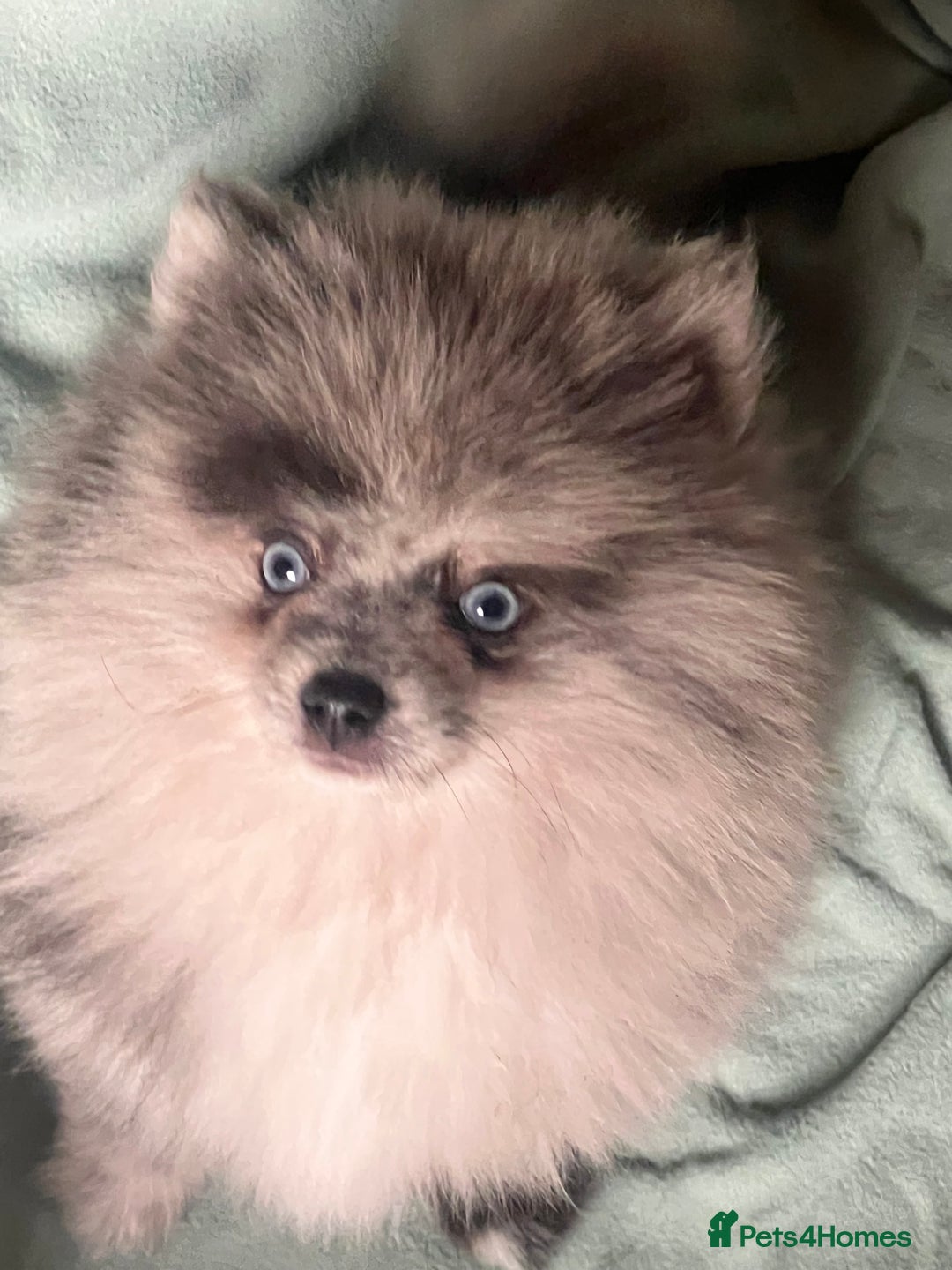 Pomeranian dogs for sale: ‼️💙QUALITY TEDDY BEAR MEARLE POMERANIAN💙 ‼️ - Image 2