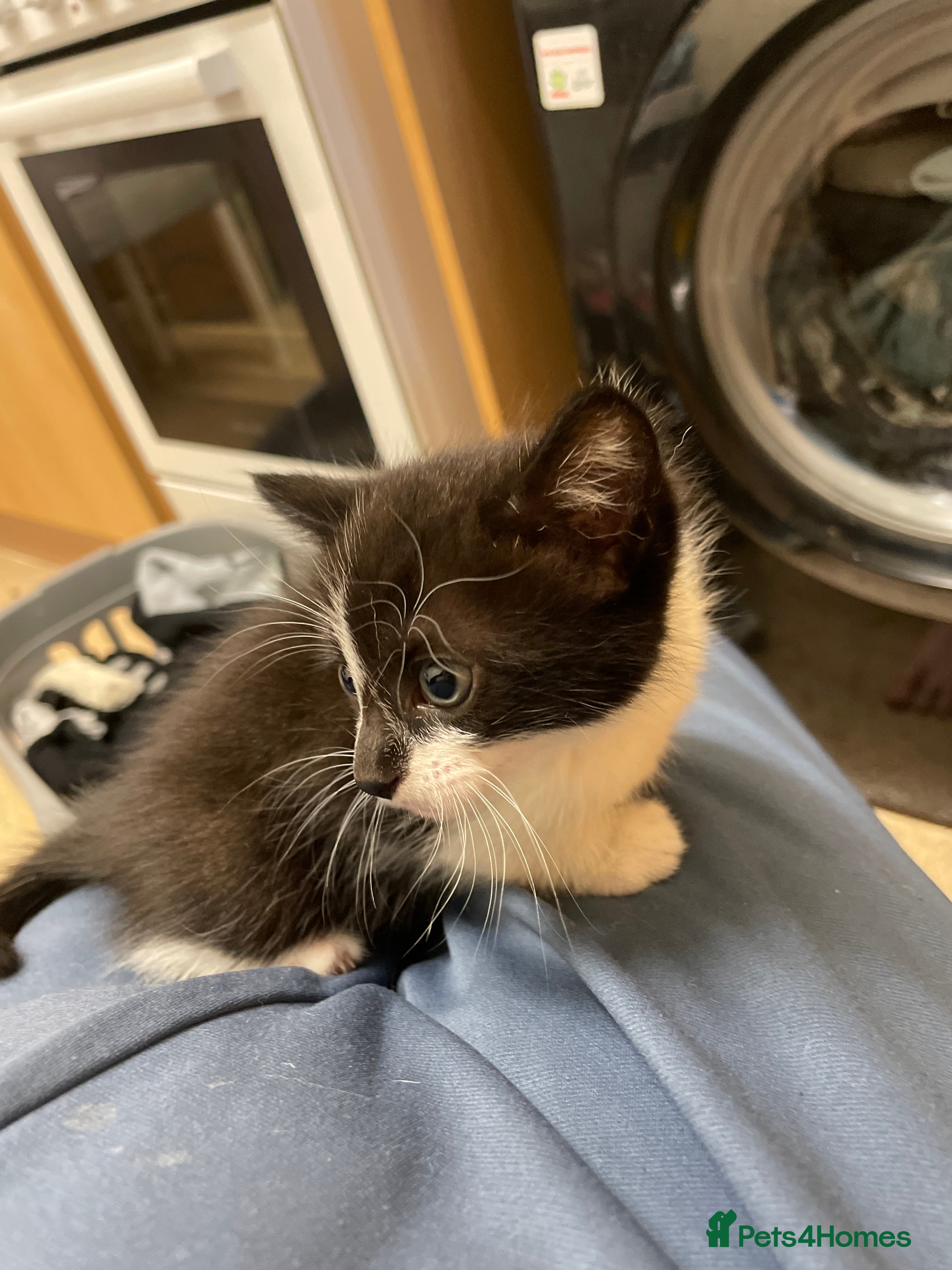 British Shorthair cats for sale: 2 male 1 female  in Chesterfield - Advert 5