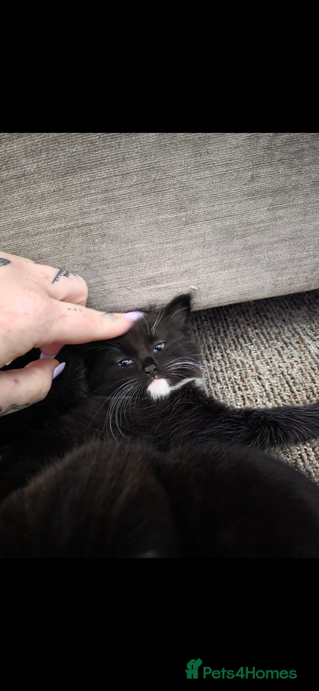 Domestic Shorthair cats for sale: Beautiful kittens. - Image 8