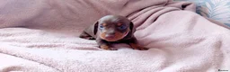 Miniature Dachshund dogs for sale: KC Miniature Dachshund Puppies for sale - Advert 18